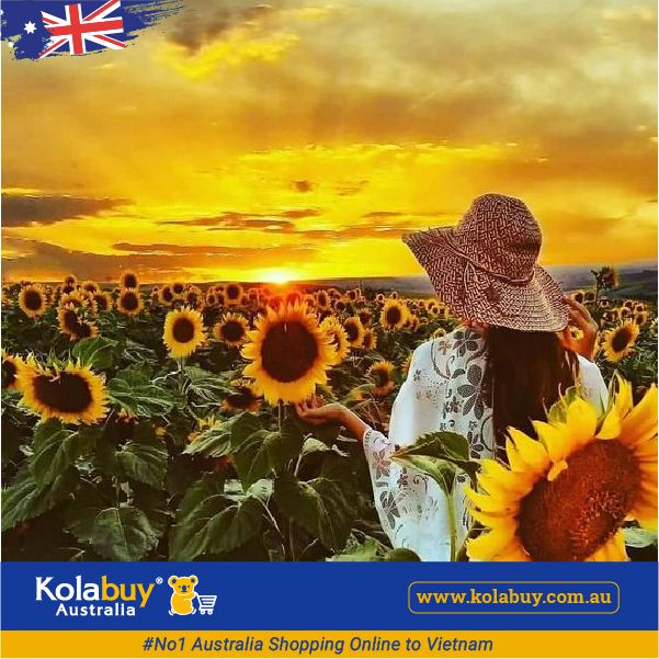 Tour Victoria - Cánh đồng Hoa hướng dương Sunflower Field
