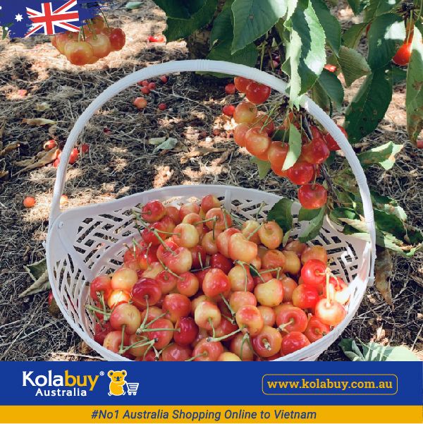 Tour Victoria - Bán đảo Mornington Peninsula