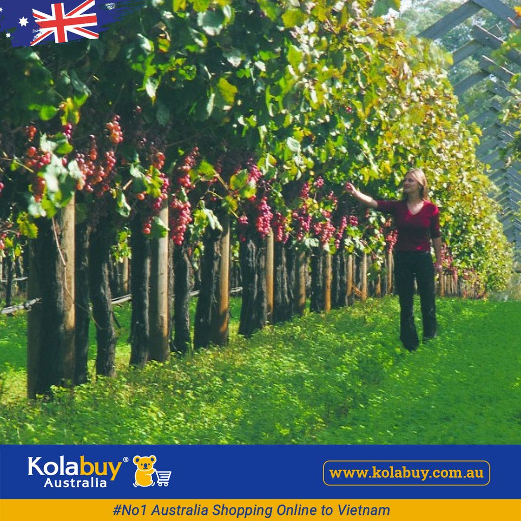 Tour Western Australia - Thung lũng Thiên Nga Swan Valley Western Australia