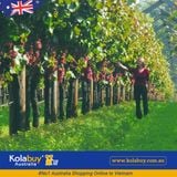 Tour Western Australia - Thung lũng Thiên Nga Swan Valley Western Australia