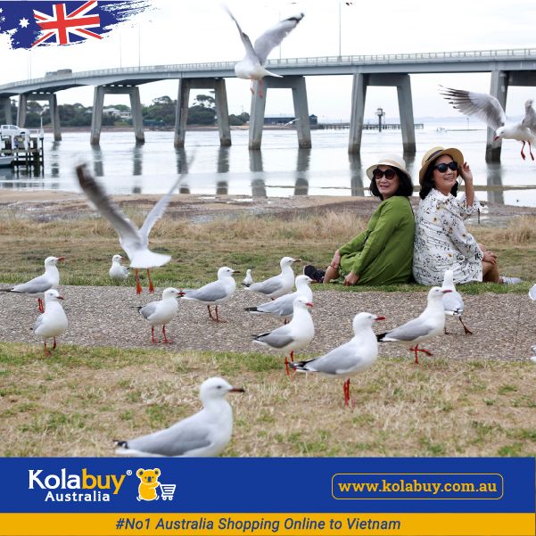 Tour Victoria - Khu nghỉ mát Đảo Phillip Island
