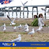 Tour Victoria - Khu nghỉ mát Đảo Phillip Island