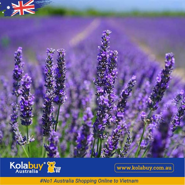 Tour Victoria - Cánh đồng Hoa oải hương Lavender Farm