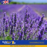 Tour Victoria - Cánh đồng Hoa oải hương Lavender Farm