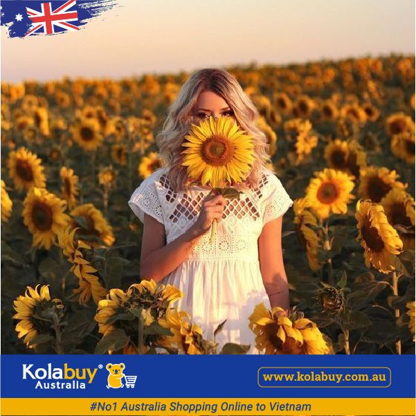 Tour Victoria - Cánh đồng Hoa hướng dương Sunflower Field