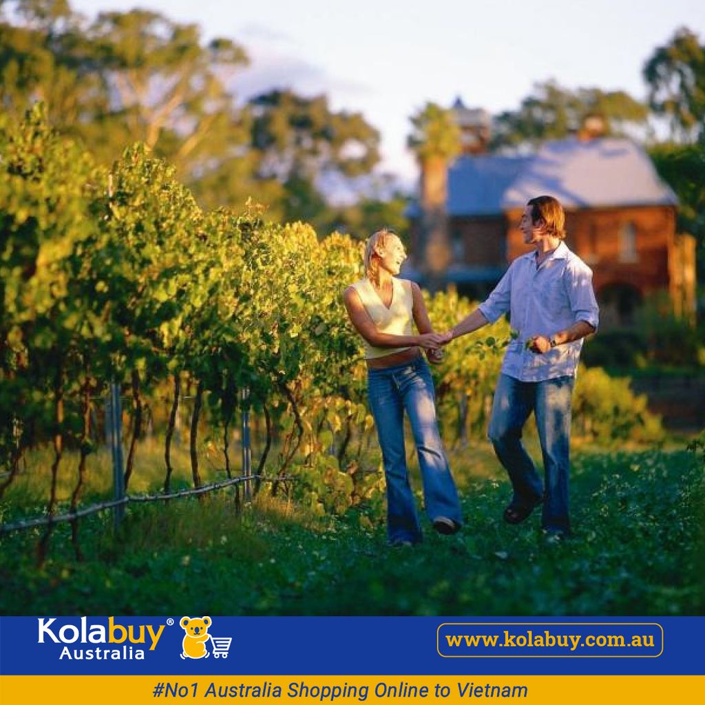 Tour Western Australia - Thung lũng Thiên Nga Swan Valley Western Australia