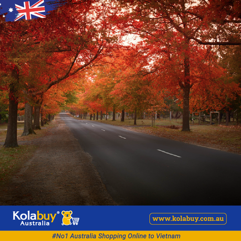 Tour Victoria - Mùa thu trên con đường Macedon Road