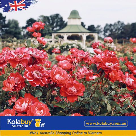 Tour Victoria - Công Viên Hoa Hồng Rose State Victoria