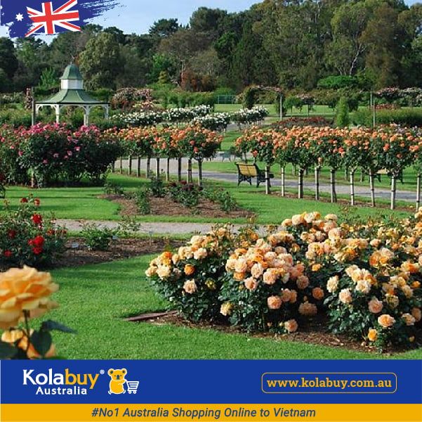 Tour Victoria - Công Viên Hoa Hồng Rose State Victoria