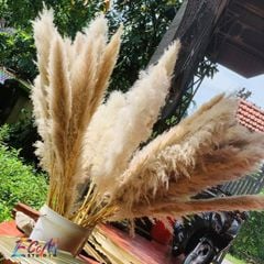 Hoa Cỏ Lau Khô Màu Tự Nhiên Ecom Studio Trang Trí Nhà Cửa, Tiệc Cưới, Chụp Hình, Livestream,... 1m3 đến 1m4