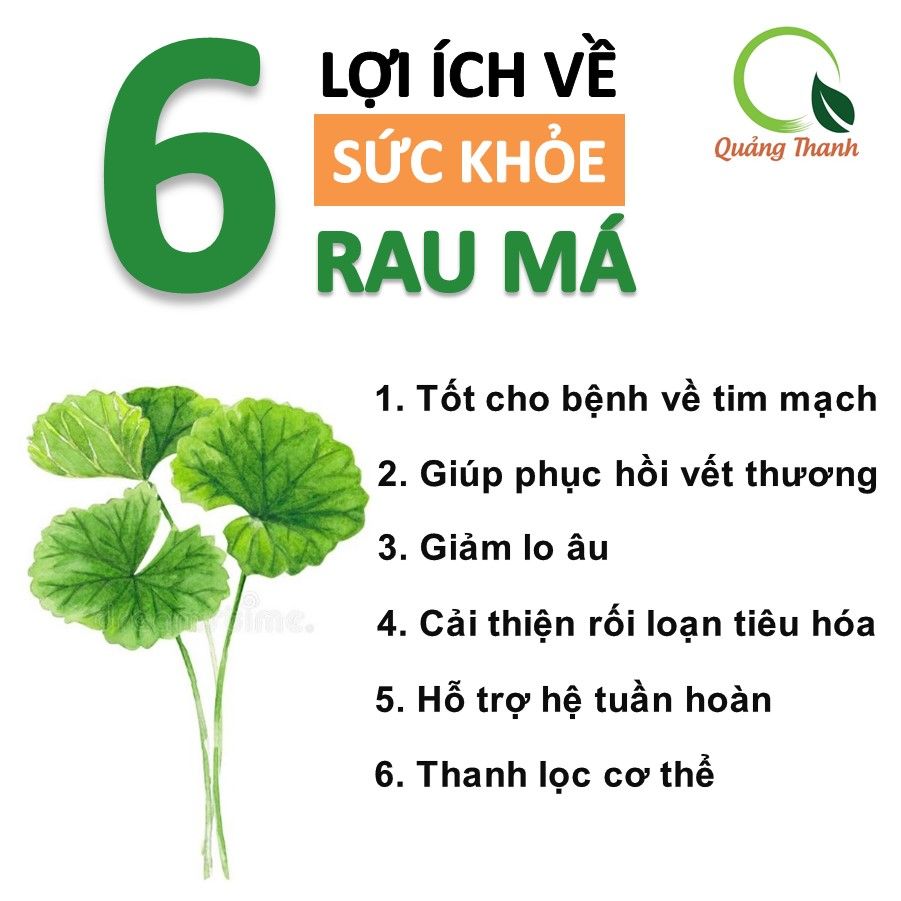  BỘT RAU MÁ UỐNG LIỀN ORAMA QUÃNG THANH - CÓ ĐƯỜNG 