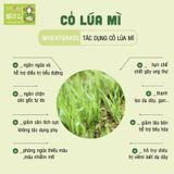  Bột CỎ LÚA MÌ dalahouse bổ sung diệp lục hỗ trợ tiêu hóa  giảm cân thải độc detox cơ thể  - 60g 