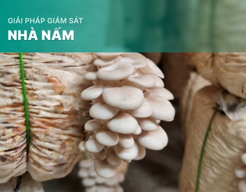 Giải pháp giám sát nhà nấm