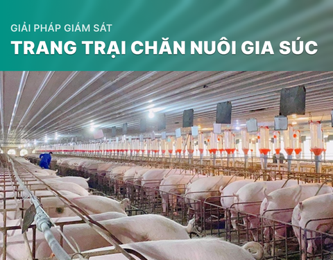 Giải pháp giám sát trang trại chăn nuôi gia súc