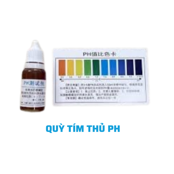 Combo 40 chai quỳ tím