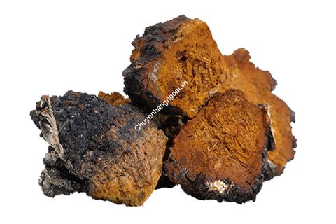 Nấm Chaga Tự Nhiên Nguyên Tảng Của Nga, Mua 3Kg Tặng 0.5Kg