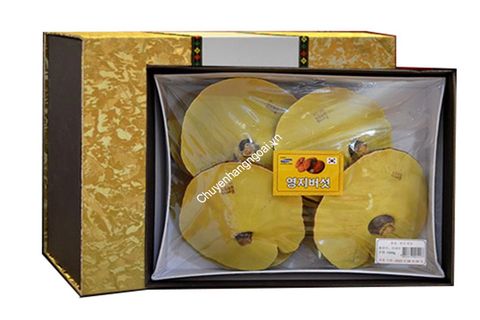 Nấm Linh Chi Vàng Cao Cấp Hộp Nhung 1Kg Của Hàn Quốc