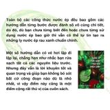 Nước ép tươi xanh thải độc chữa lành