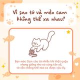 Tớ có nuôi một chú mèo Cam
