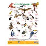 Các Loài Chim - Poster Phát Triển Trí Thông Minh Toàn Diện Cho Bé