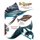 My First Book Of Animals - Động vật dưới nước