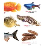 My First Book Of Animals - Động vật dưới nước