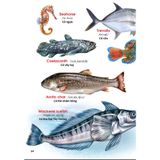 My First Book Of Animals - Động vật dưới nước