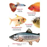 My First Book Of Animals - Động vật dưới nước