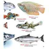 My First Book Of Animals - Động vật dưới nước