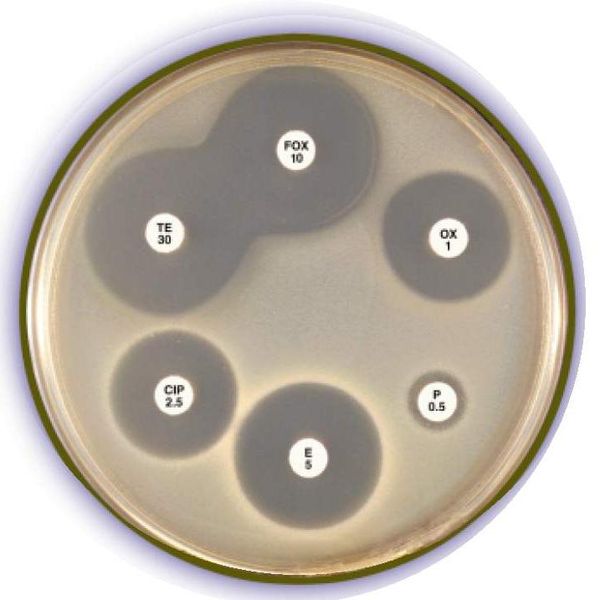 Antimicrobial Susceptibility Testing – SKN Trading Laos