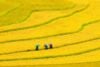 7 Day 6 Night Hanoi Sapa & Halong Bay with Overnight Cruise/ 2024-2025