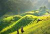 BEST NORTHERN VIETNAM ITINERARY: HANOI, NINH BINH, SAPA & HALONG BAY - 7 DAYS