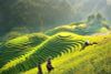 BEST HANOI TOUR PACKAGE: NINH BINH, SAPA & HALONG BAY - 7 DAYS / 2025-2026