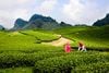 TOP TOUR DU LỊCH MỘC CHÂU TRỌN GÓI 2 NGÀY 1 ĐÊM