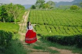 TOP TOUR DU LỊCH MỘC CHÂU TRỌN GÓI 2 NGÀY 1 ĐÊM