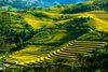 TOUR TÂY BẮC 5 NGÀY 4 ĐÊM HÀ NỘI, SAPA, MÙ CANG CHẢI, TÚ LỆ & MAI CHÂU