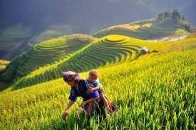 5 Day 4 Night Hanoi Sapa & Halong Bay/ 2025-2026