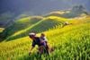5 Day 4 Night Hanoi Sapa & Halong Bay/ 2025-2026