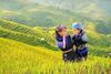 Tour trọn gói Sapa 3 ngày 2 đêm khởi hành từ Hà Nội