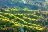 4-DAY PRIVATE LUXURY TOUR OF SAPA FROM HANOI /2025-2026