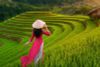 BEST 7-DAY TOUR EXPLORING NORTHERN VIETNAM | HANOI | SAPA | HALONG BAY