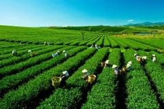Tour mộc châu 2 ngày 1 đêm khởi hành từ Hà Nội