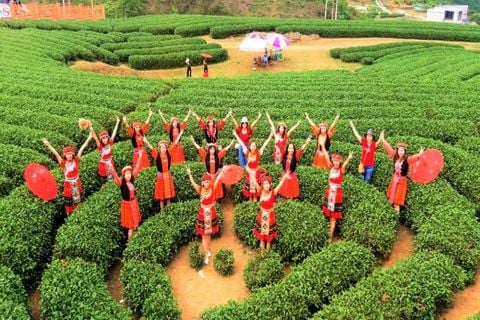 TOP TOUR MỘC CHÂU - CẦU KÍNH BẠCH LONG 2 NGÀY 1 ĐÊM