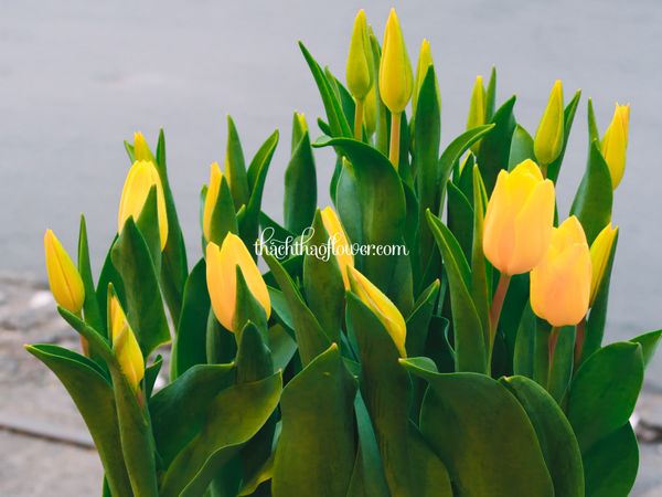  TE006 - Chậu Sứ Trắng 20 Cành Tulip (Vàng/Đỏ/...) 