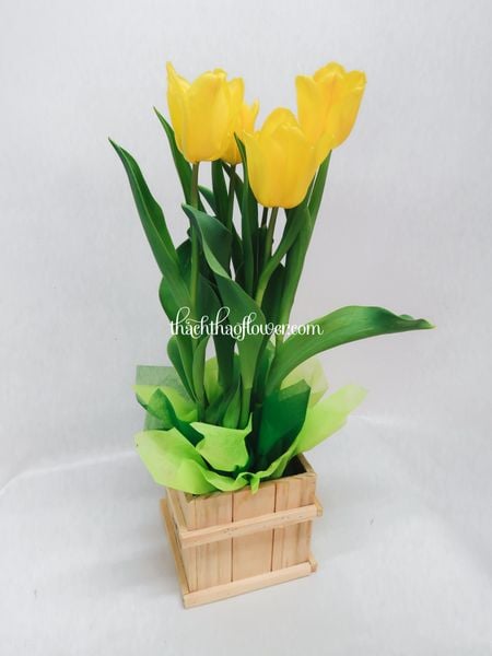  TE016 - Hộp Gỗ Tulip 5 Cành (Có Nhiều Màu) 