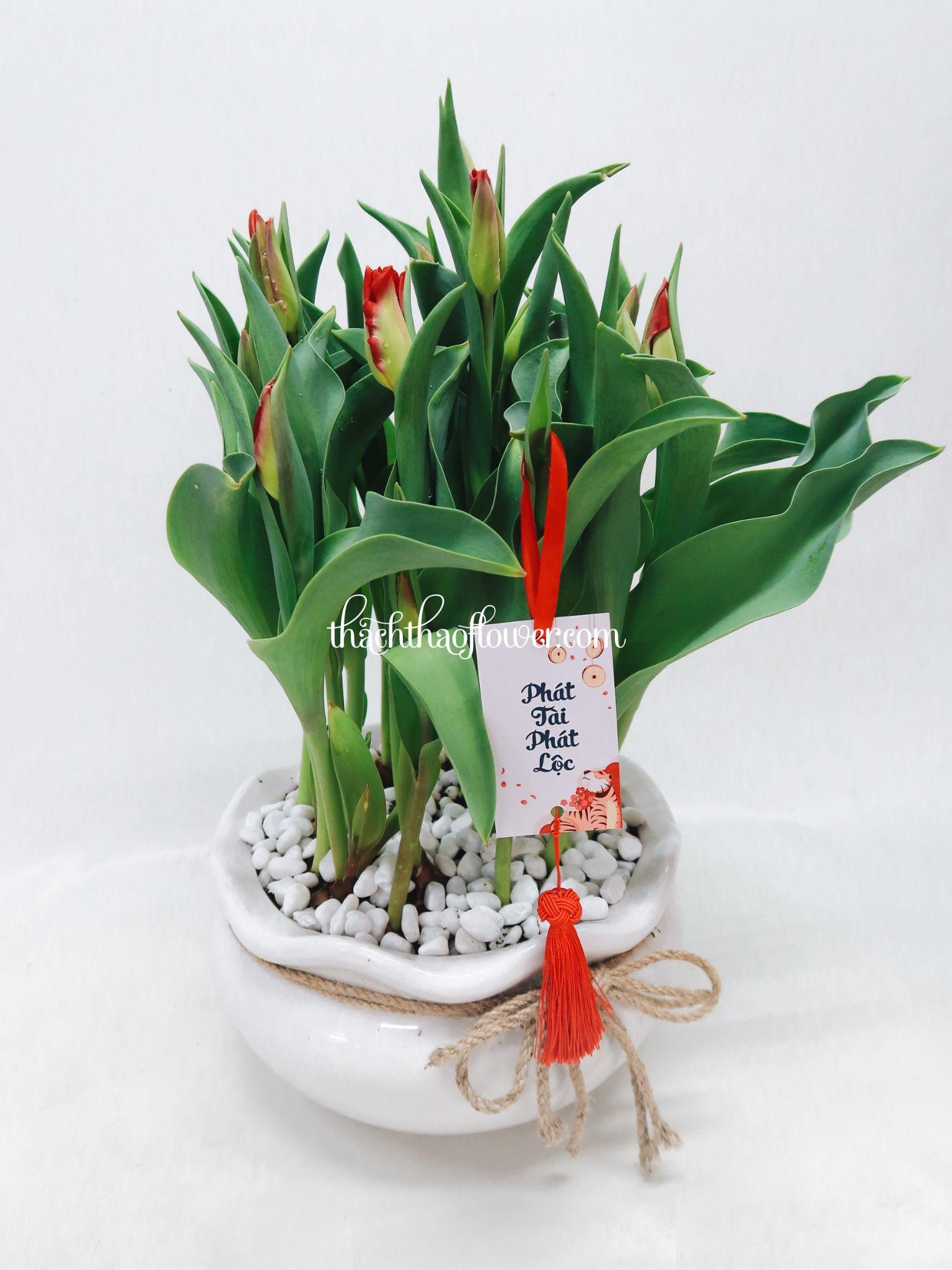  TE025 - Chậu Tulip Đỏ 20 Cành Lớn 
