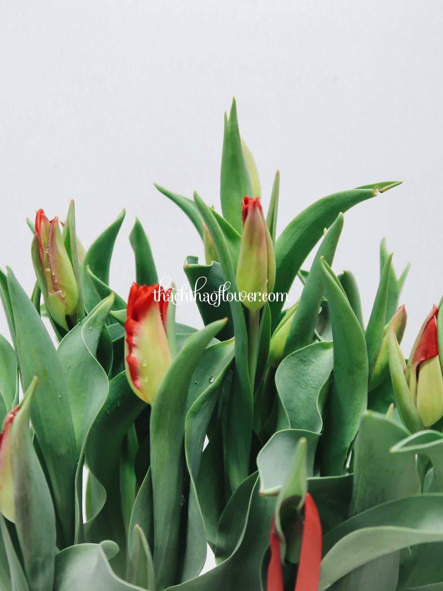 TE025 - Chậu Tulip Đỏ 20 Cành Lớn 