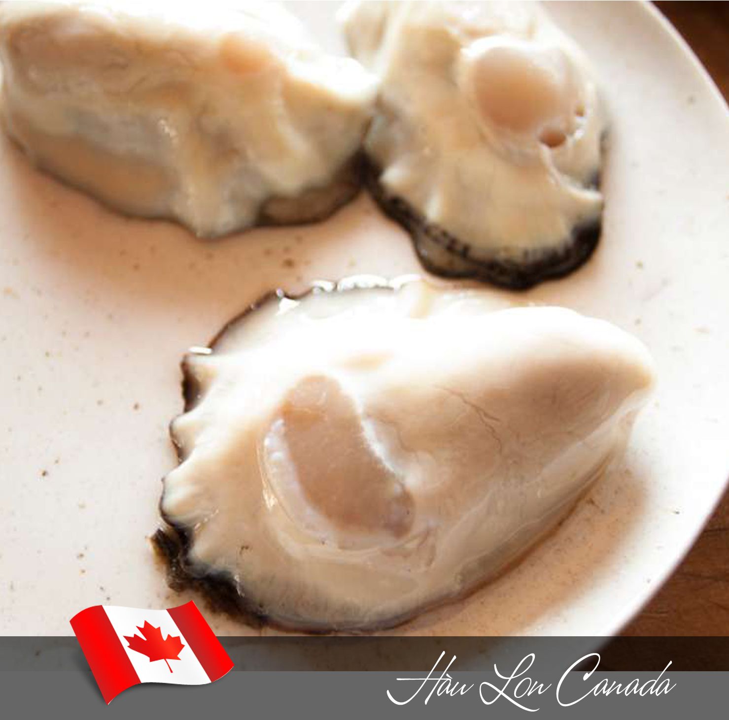 hàu canada hàu canada