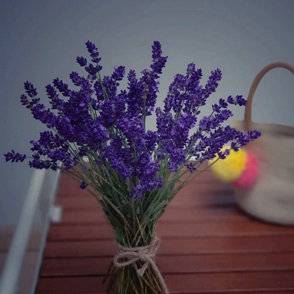 Hoa Lavender Màu Tím Thuỷ Chung – dovumart