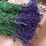 Hoa Lavender Màu Tím Thuỷ Chung